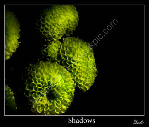 Shadows